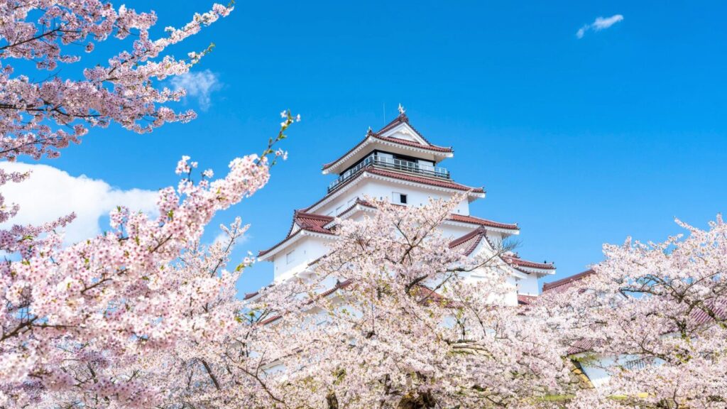 Spring cherry blossoms at Tsurugajo Castle - Japan Navi Journey