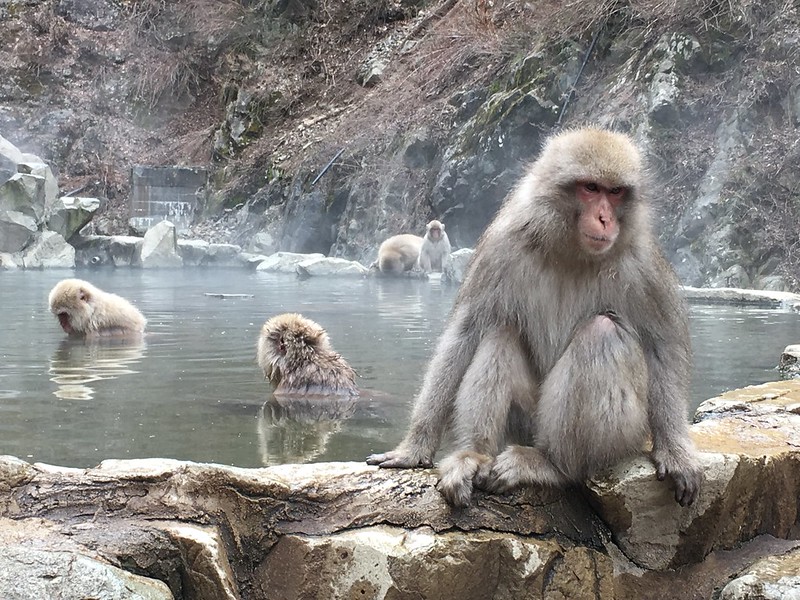 Snow Monkey Park in Nagano