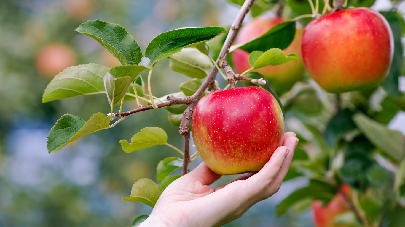Hirosaki Apple Park
