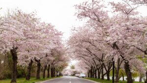 Fukuoka Review Article (4)