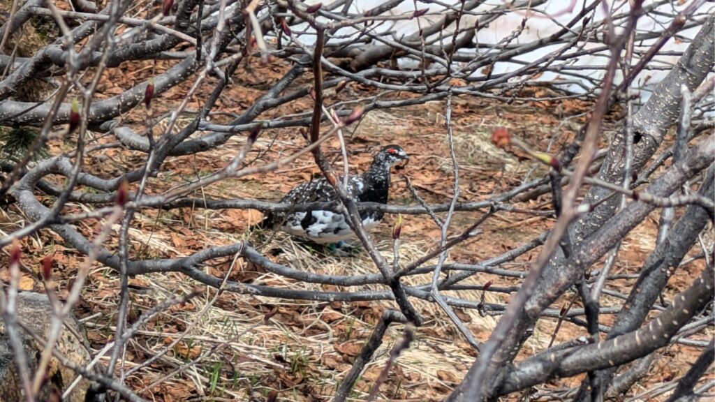 Rock ptarmigan, a Special Natural Monument of Japan, spotted in Tateyama - Japan Navi Journey